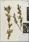 Foto von Salix lucida Muhl.